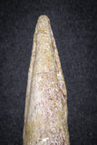 20069 - Top Huge 5.80 Inch Spinosaurus Dinosaur Hand (Manus) Claw Cretaceous KemKem