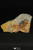 30191 - Extremely Rare 1.26 Inch Bumastus sp Silurian Trilobite - Indiana USA