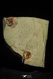 21142 - Premium Grade Soft Bodied 2 Xiphosurids (Horseshoe Crab Ancestor) Lower Ordovician