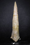 20069 - Top Huge 5.80 Inch Spinosaurus Dinosaur Hand (Manus) Claw Cretaceous KemKem