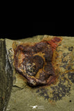 21142 - Premium Grade Soft Bodied 2 Xiphosurids (Horseshoe Crab Ancestor) Lower Ordovician