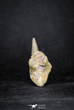 20069 - Top Huge 5.80 Inch Spinosaurus Dinosaur Hand (Manus) Claw Cretaceous KemKem