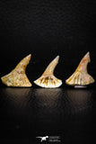 05615 - Great Collection of 3 Onchopristis numidus Cretaceous Sawfish Rostral Teeth Cretaceous