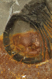 30191 - Extremely Rare 1.26 Inch Bumastus sp Silurian Trilobite - Indiana USA