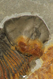 30191 - Extremely Rare 1.26 Inch Bumastus sp Silurian Trilobite - Indiana USA