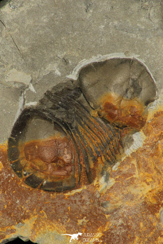 30191 - Extremely Rare 1.26 Inch Bumastus sp Silurian Trilobite - Indiana USA