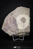 20070 - Top Rare New Lichid Parvilichas marochii n. sp. Lower Ordovician Trilobite Fezouata Formation