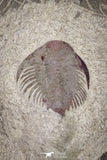 20070 - Top Rare New Lichid Parvilichas marochii n. sp. Lower Ordovician Trilobite Fezouata Formation