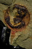 21142 - Premium Grade Soft Bodied 2 Xiphosurids (Horseshoe Crab Ancestor) Lower Ordovician