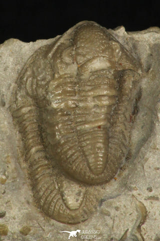 30192 - Extremely Rare Association of 2 Ameropiltonia lauradanae Carboniferous Trilobites - Missouri USA