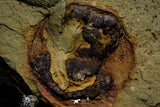 21142 - Premium Grade Soft Bodied 2 Xiphosurids (Horseshoe Crab Ancestor) Lower Ordovician
