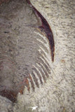 20070 - Top Rare New Lichid Parvilichas marochii n. sp. Lower Ordovician Trilobite Fezouata Formation