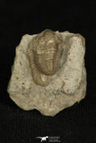 30192 - Extremely Rare Association of 2 Ameropiltonia lauradanae Carboniferous Trilobites - Missouri USA