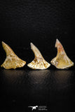 05615 - Great Collection of 3 Onchopristis numidus Cretaceous Sawfish Rostral Teeth Cretaceous