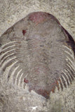 20070 - Top Rare New Lichid Parvilichas marochii n. sp. Lower Ordovician Trilobite Fezouata Formation