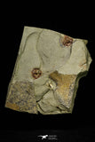 21142 - Premium Grade Soft Bodied 2 Xiphosurids (Horseshoe Crab Ancestor) Lower Ordovician