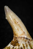 05615 - Great Collection of 3 Onchopristis numidus Cretaceous Sawfish Rostral Teeth Cretaceous
