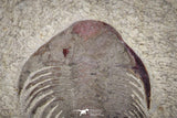 20070 - Top Rare New Lichid Parvilichas marochii n. sp. Lower Ordovician Trilobite Fezouata Formation