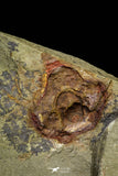 21142 - Premium Grade Soft Bodied 2 Xiphosurids (Horseshoe Crab Ancestor) Lower Ordovician