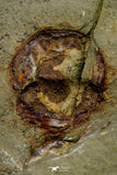 21142 - Premium Grade Soft Bodied 2 Xiphosurids (Horseshoe Crab Ancestor) Lower Ordovician