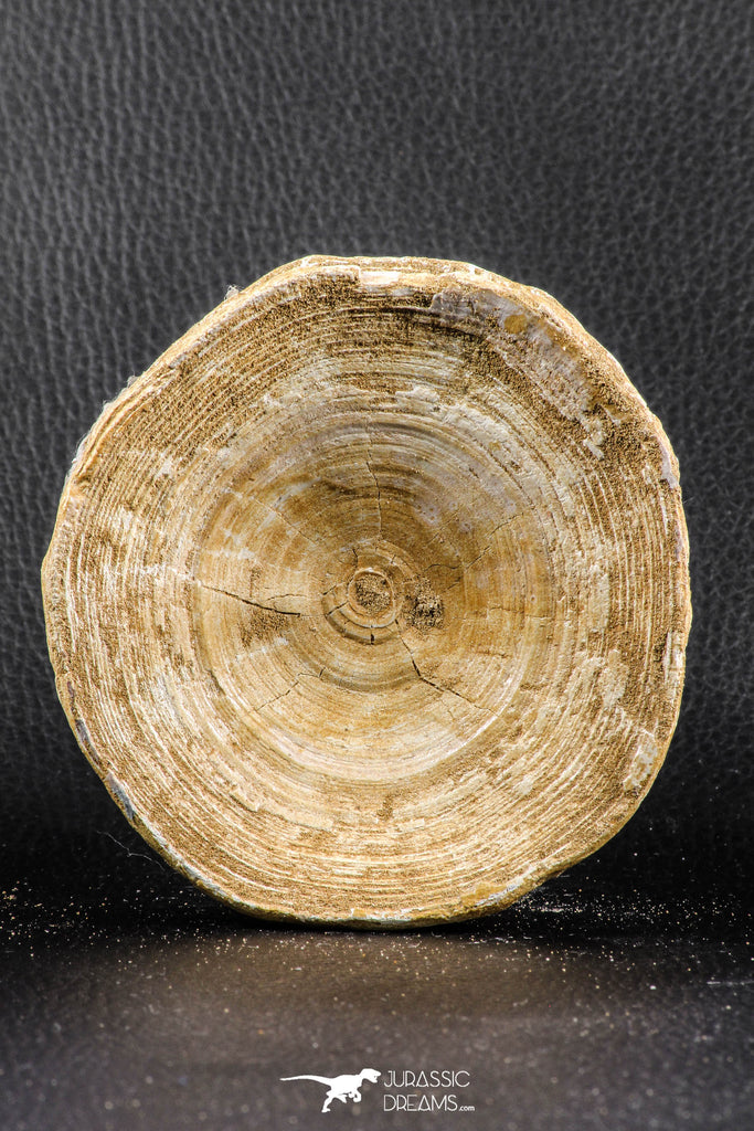 07178 - Top Huge 4.15 Inch Otodus obliquus Shark Vertebra Bone Paleocene