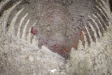 20070 - Top Rare New Lichid Parvilichas marochii n. sp. Lower Ordovician Trilobite Fezouata Formation