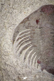 20070 - Top Rare New Lichid Parvilichas marochii n. sp. Lower Ordovician Trilobite Fezouata Formation