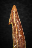 05616 - Great Collection of 4 Onchopristis numidus Cretaceous Sawfish Rostral Teeth Cretaceous