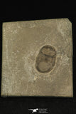 30193 - Nicely Preserved 0.80 Inch Bumastus ioxus Lower Silurian Trilobite - New York USA