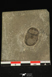 30193 - Nicely Preserved 0.80 Inch Bumastus ioxus Lower Silurian Trilobite - New York USA