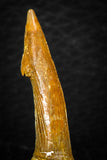 05616 - Great Collection of 4 Onchopristis numidus Cretaceous Sawfish Rostral Teeth Cretaceous