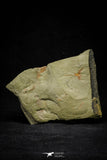21143 - Premium Grade Soft Bodied Xiphosurid (Horseshoe Crab Ancestor) + Thoralicystis echinoderm