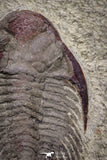 20070 - Top Rare New Lichid Parvilichas marochii n. sp. Lower Ordovician Trilobite Fezouata Formation