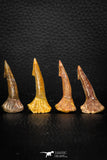 05616 - Great Collection of 4 Onchopristis numidus Cretaceous Sawfish Rostral Teeth Cretaceous