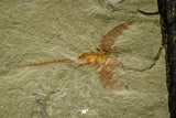 21143 - Premium Grade Soft Bodied Xiphosurid (Horseshoe Crab Ancestor) + Thoralicystis echinoderm