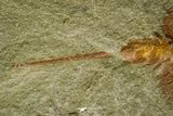 21143 - Premium Grade Soft Bodied Xiphosurid (Horseshoe Crab Ancestor) + Thoralicystis echinoderm