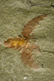 21143 - Premium Grade Soft Bodied Xiphosurid (Horseshoe Crab Ancestor) + Thoralicystis echinoderm
