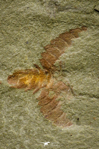 21143 - Premium Grade Soft Bodied Xiphosurid (Horseshoe Crab Ancestor) + Thoralicystis echinoderm