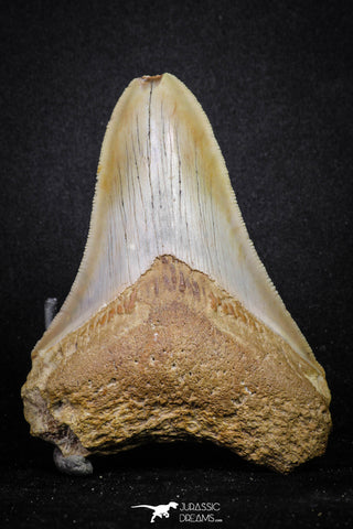 20071 - Top Rare Moroccan 3.83 Inch Megalodon Shark Tooth