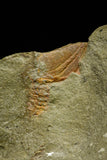 21143 - Premium Grade Soft Bodied Xiphosurid (Horseshoe Crab Ancestor) + Thoralicystis echinoderm