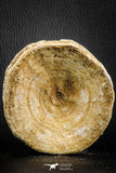 07178 - Top Huge 4.15 Inch Otodus obliquus Shark Vertebra Bone Paleocene