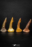 05616 - Great Collection of 4 Onchopristis numidus Cretaceous Sawfish Rostral Teeth Cretaceous