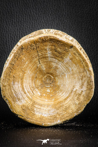 07179 - Top Huge 4.21 Inch Otodus obliquus Shark Vertebra Bone Paleocene