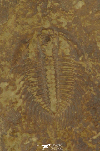 30194 - Top Rare 0.50 Inch Changaspis elongata Lower Cambrian Trilobite - China