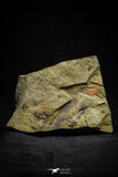 21143 - Premium Grade Soft Bodied Xiphosurid (Horseshoe Crab Ancestor) + Thoralicystis echinoderm