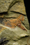 21143 - Premium Grade Soft Bodied Xiphosurid (Horseshoe Crab Ancestor) + Thoralicystis echinoderm