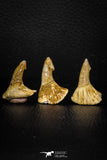 05617 - Great Collection of 3 Onchopristis numidus Cretaceous Sawfish Rostral Teeth Cretaceous