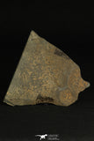 30195 - Rare Association of Changaspis elongata + Unidentified Trilobite Lower Cambrian - China