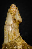 05617 - Great Collection of 3 Onchopristis numidus Cretaceous Sawfish Rostral Teeth Cretaceous