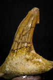 05617 - Great Collection of 3 Onchopristis numidus Cretaceous Sawfish Rostral Teeth Cretaceous